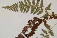 細毛碗蕨藏品圖，第4張