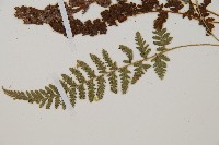 細毛碗蕨藏品圖，第5張