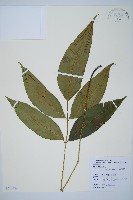 細柄雙蓋蕨藏品圖，第1張