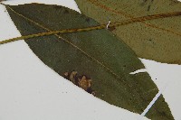 細柄雙蓋蕨藏品圖，第3張