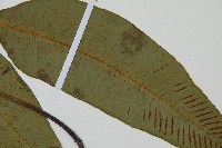 細柄雙蓋蕨藏品圖，第4張