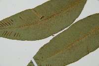 細柄雙蓋蕨藏品圖，第5張