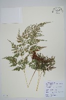 日本金粉蕨藏品圖，第1張