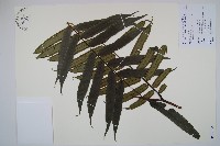 觀音座蓮藏品圖，第1張