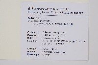 觀音座蓮藏品圖，第2張