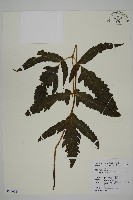 三叉蕨藏品圖，第1張