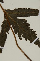 三叉蕨藏品圖，第3張