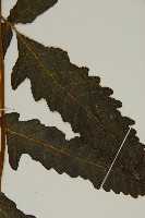 三叉蕨藏品圖，第4張