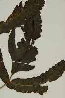 三叉蕨藏品圖，第5張