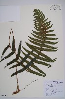 虎克氏鱗蓋蕨藏品圖，第1張