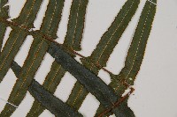 虎克氏鱗蓋蕨藏品圖，第3張