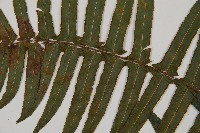 虎克氏鱗蓋蕨藏品圖，第4張