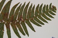 虎克氏鱗蓋蕨藏品圖，第5張