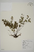 半月形鐵線蕨藏品圖，第1張