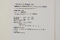 半月形鐵線蕨藏品圖，第2張