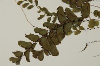 半月形鐵線蕨藏品圖，第3張