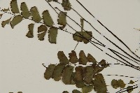 半月形鐵線蕨藏品圖，第4張