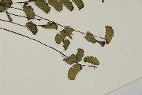 半月形鐵線蕨藏品圖，第5張