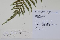 毛蕨藏品圖，第2張