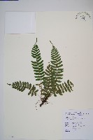 刺蕨藏品圖，第1張