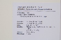 刺蕨藏品圖，第2張