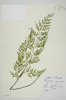 大黑柄鐵角蕨、黃鱗鐵角蕨、大羽鐵角蕨藏品圖，第1張