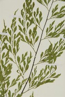 大黑柄鐵角蕨、黃鱗鐵角蕨、大羽鐵角蕨藏品圖，第4張