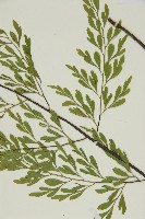 大黑柄鐵角蕨、黃鱗鐵角蕨、大羽鐵角蕨藏品圖，第5張