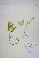 全緣卷柏藏品圖，第1張