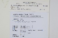 全緣卷柏藏品圖，第2張