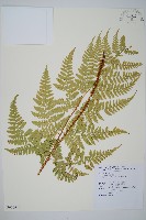 臺東鱗毛蕨藏品圖，第1張