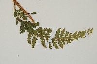 毛囊鱗蓋蕨藏品圖，第3張