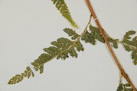 毛囊鱗蓋蕨藏品圖，第4張