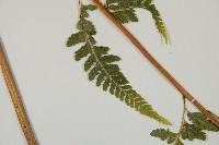 毛囊鱗蓋蕨藏品圖，第5張