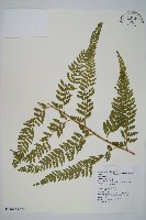 毛囊鱗蓋蕨藏品圖，第6張