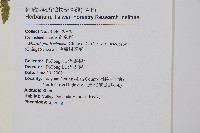 毛囊鱗蓋蕨藏品圖，第7張