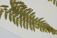 毛囊鱗蓋蕨藏品圖，第8張