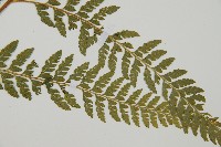 毛囊鱗蓋蕨藏品圖，第9張