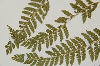 毛囊鱗蓋蕨藏品圖，第10張