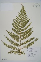 毛囊鱗蓋蕨藏品圖，第11張