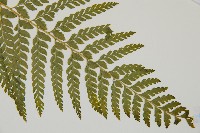 毛囊鱗蓋蕨藏品圖，第13張