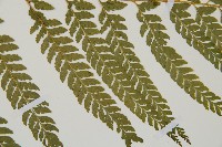 毛囊鱗蓋蕨藏品圖，第14張