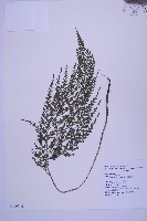 尖葉鐵角蕨藏品圖，第1張