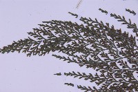 尖葉鐵角蕨藏品圖，第3張