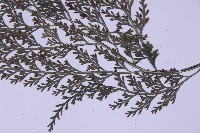 尖葉鐵角蕨藏品圖，第4張