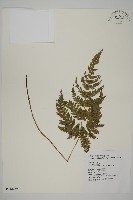 金毛蕨藏品圖，第1張