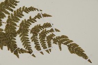 金毛蕨藏品圖，第3張