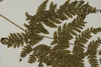 金毛蕨藏品圖，第4張