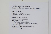 城戶氏鳳尾蕨藏品圖，第2張