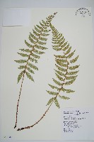 黑鱗耳蕨藏品圖，第1張